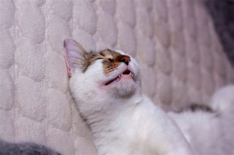 Dry Mouth Sleeping Mouth Open at Eva Timmins blog