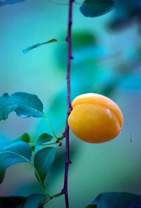 杏子与梅子是一种果子吗 —【发财农业网】