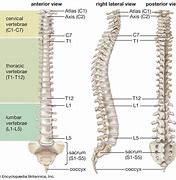 Image result for vertebrae
