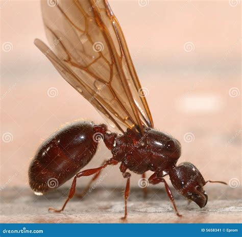 Big ant with wings stock image. Image of detail, plier - 5658341