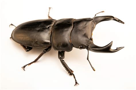 Male Japanese Stag Beetle (Dorcus hopei binodulosus) - Joel Sartore