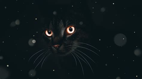 Cat 4K Wallpapers - Top Free Cat 4K Backgrounds - WallpaperAccess