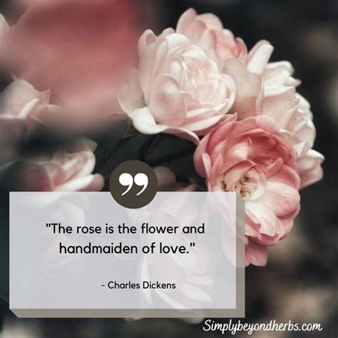 100 Best Rose Captions and Quotes for Instagram - SimplyBeyondHerbs