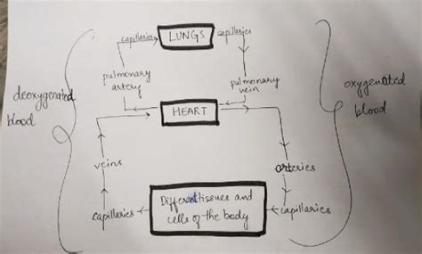 5 schematic diagram of circulation. - Brainly.in