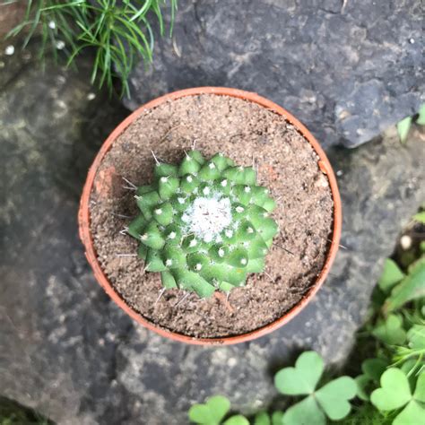 Mammillaria Polythele Toluca Cactus Plant