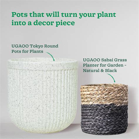 Money Plant Variegated with Moss Stick – Ugaoo