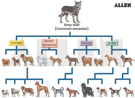 Understand the Types Of Natural Selection