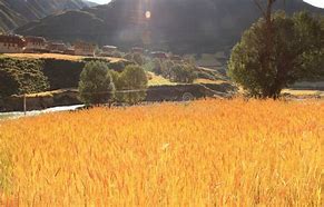 Image result for Highland barley