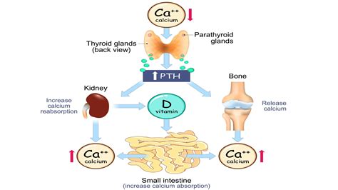 Image result for Calcium Buildup Signs