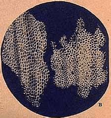 Cell: Structure and Functions Class 8 Notes Science Free PDF