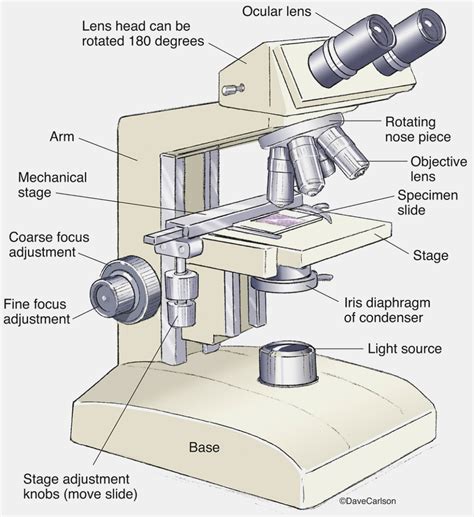 Drawing Of Microscope And Label – Warehouse of Ideas