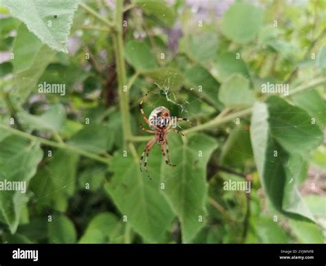 Western Spotted Orbweaver (Neoscona oaxacensis Stock Photo - Alamy