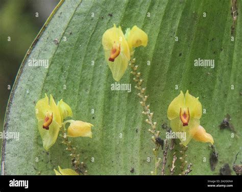 Beautiful endemic orchids growing on the back side of a leaf, Podocarpus National Park, Loja ...