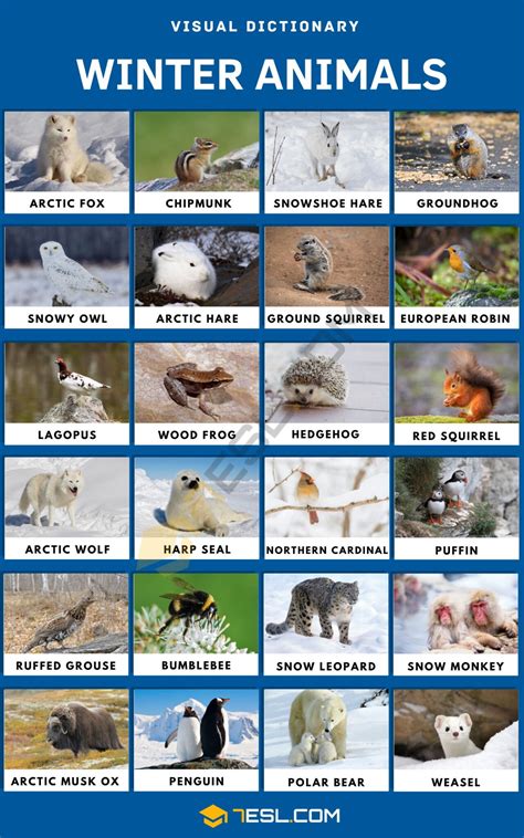 Snow Animals With Names