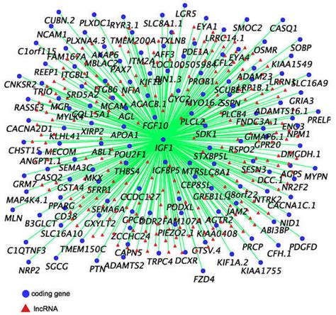 Androgen and Oestrogen Affect the Expression of Long Non-Coding RNAs ...
