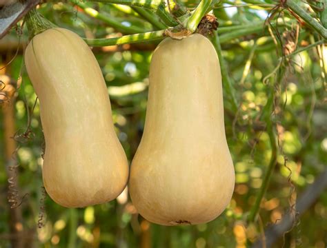 How to Grow Butternut Squash: Tips for a Bountiful Harvest