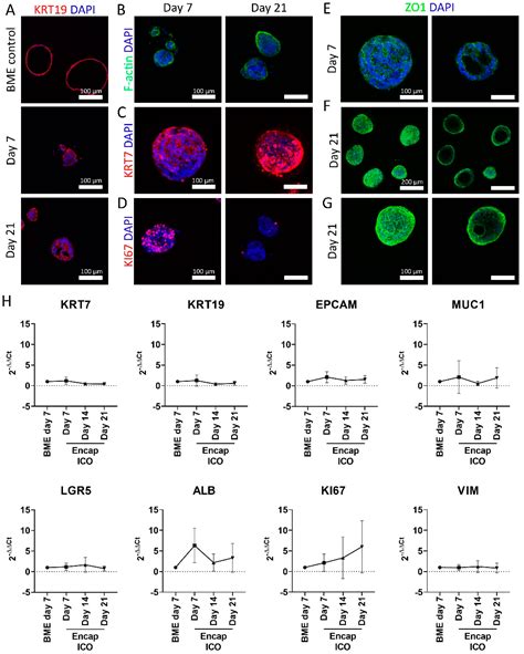 Scalable Production of Size-Controlled Cholangiocyte and ...
