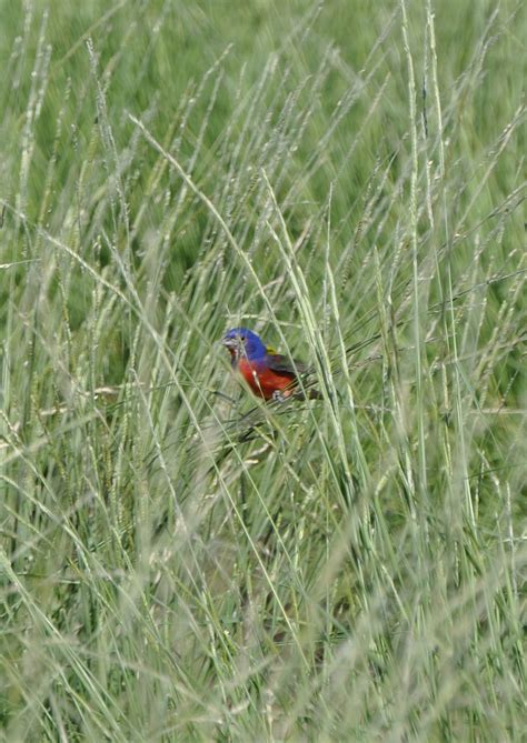 Live Roots - Grass Roots - Native American Seed