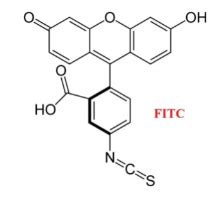 Common Conjugations,