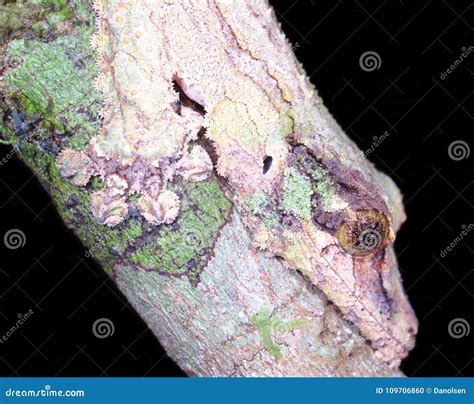 Mossy Leaf-tailed Gecko in Best Camouflage Uroplatus Sikorae in Mantadia Rainforest Madagascar ...