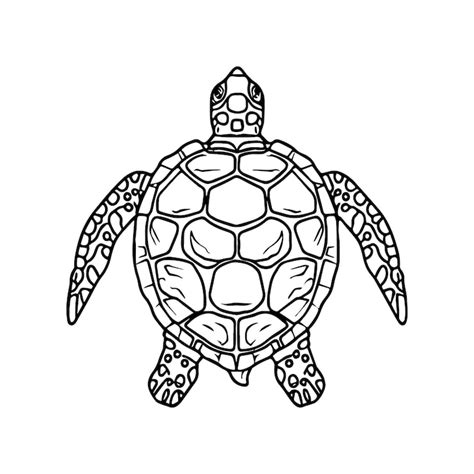 Turtle drawing Images - Free Download on Freepik