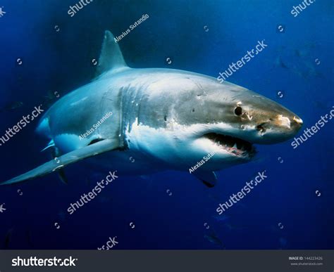Great White Shark Underwater Photo Stock Photo (Edit Now) 144223426