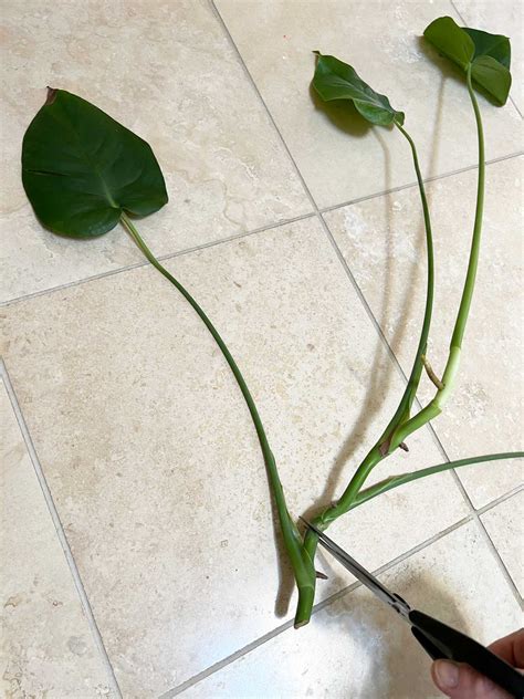How to Propagate Monstera in Water: 3 Easy Steps (w/ photos)