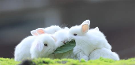 Group of white rabbit on the grass | Premium Photo