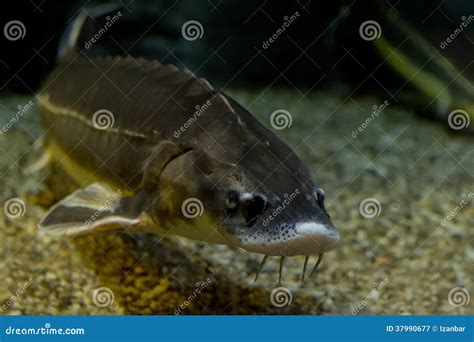 Sturgeon fish caviar eggs stock image. Image of tail - 37990677