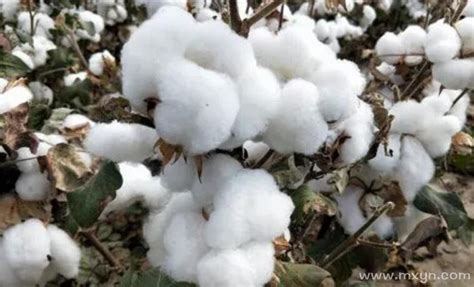 【人民网】新疆棉花，凭什么是世界顶级？