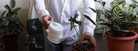 What is the difference between coco peat and coir pith? – Pariworld