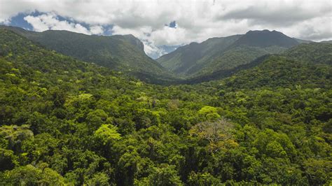 Nine Ways to Explore the Rainforest Responsibly in Tropical North Queensland - Concrete Playground
