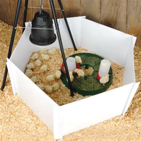 Chicken Brooder Ideas 的图像结果