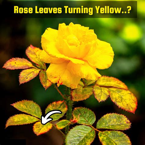 Rose Leaves Turning Yellow? 5 Causes & Their Solutions!