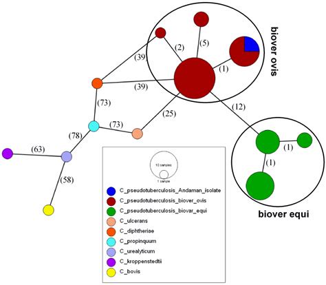 Isolation and Molecular Characterization of Corynebacterium ...