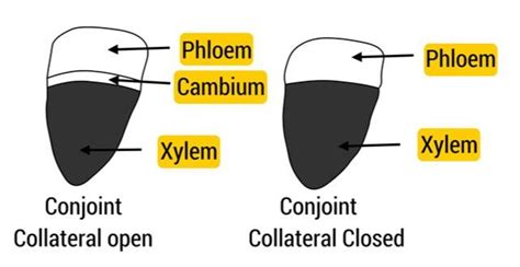 Vascular tissue system — lesson. Science State Board, Class 10.