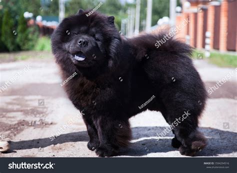 Black Chow Chow Puppy