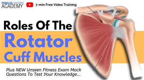 Image result for Rotator Cuff Muscle Actions