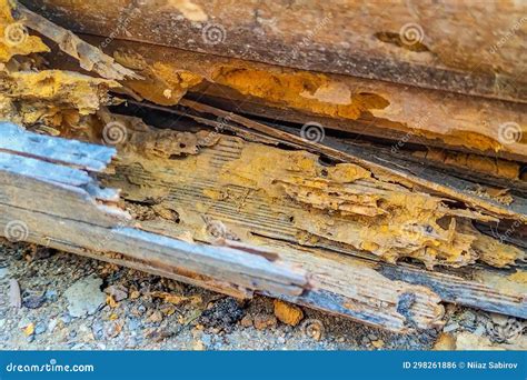 The Trunk of a Tree that Has Been Confirmed by Woodworm Beetles and Has ...