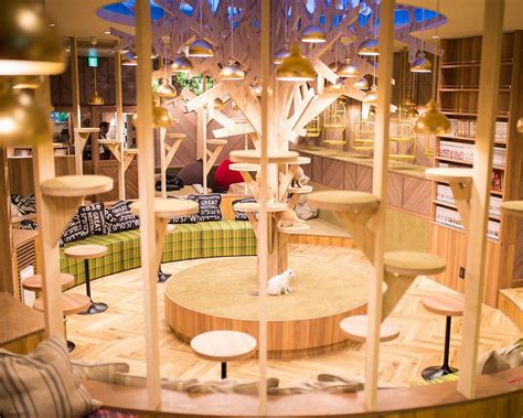 CAT CAFE MOCHA SHINSAIBASHI - All You Need to Know BEFORE You Go 2026 ...