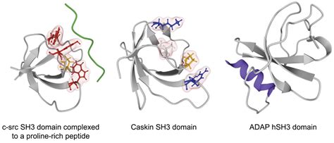 Novel Roles of SH2 and SH3 Domains in Lipid Binding