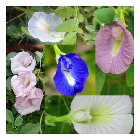 Products – Page 7 – Santhi Online Plants