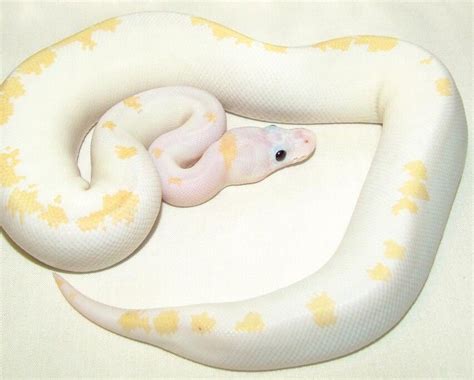 Image result for Super Fire Ball Python
