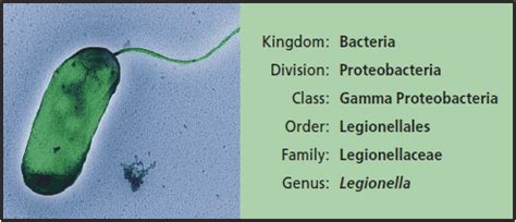 HybriScan™ Test Kits for Legionella Detection | Sigma-Aldrich