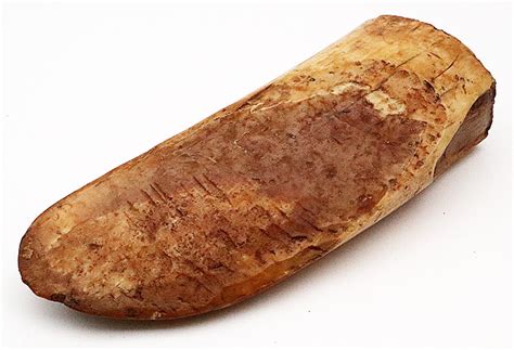 Image result for Ivory Layer Structure