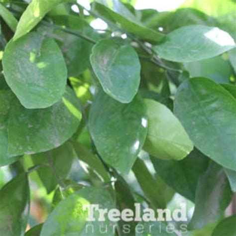DWARF MINNEOLA TANGELO (Citrus Dwarf Tangelo 'Minneola') - Treeland ...