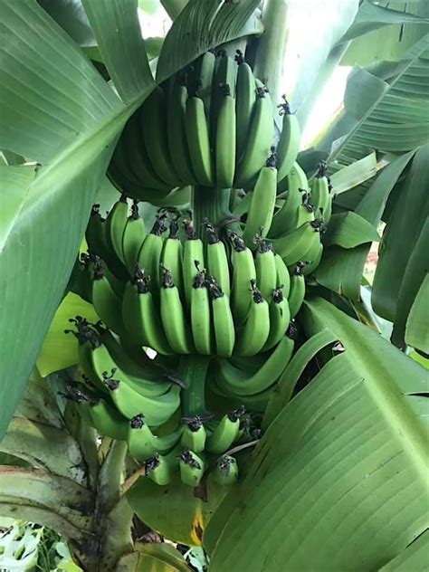 Papaya, Yuca, Green Banana and Cactus Cooking Class, Traditional ...