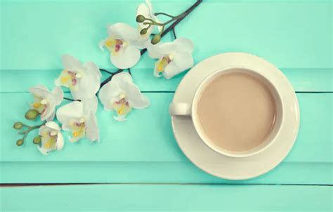 Wallpaper background, branch, white, wood, Orchid, flowers, orchid ...