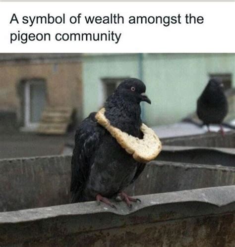 The best Pigeon memes :) Memedroid