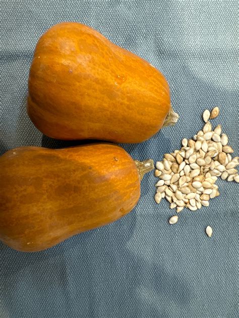 Honeynut Squash Seeds - Etsy